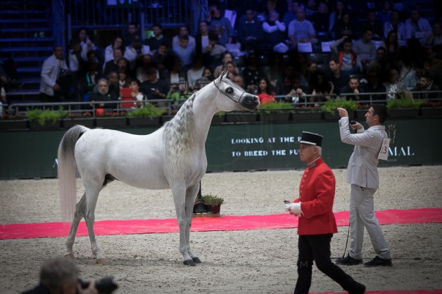 «حرير» لمربط الصقران يحصل على فضية الأفحل ببطولة العالم باريس ٢٠١٨ مخالفاً للتوقعات التي رشحته للذهب ..!