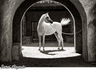 الحداد: 150 ألف دينار جوائز مهرجان الجمال للخيول العربية