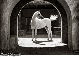 الحداد: 150 ألف دينار جوائز مهرجان الجمال للخيول العربية