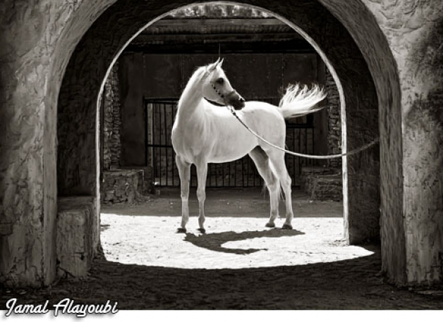 الحداد: 150 ألف دينار جوائز مهرجان الجمال للخيول العربية