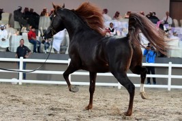النتائج النهائية لبطولة الكويت الوطنية السابعة لجمال الخيل العربية ٢٠١٨