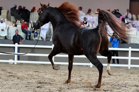 النتائج النهائية لبطولة الكويت الوطنية السابعة لجمال الخيل العربية ٢٠١٨