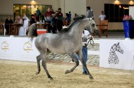 بمشاركة 179 خيلا النسخة 15 لمهرجان الشارقة للجواد العربي تنطلق اليوم