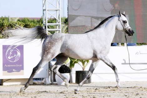 النتائج النهائية لمهرجان الشارقة للجواد العربي – الإنتاج المحلي 2018