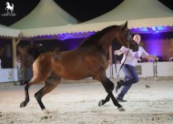 النتائج النهائية لبطولة العرب 2018 لجمال الخيل العربية الأصيلة