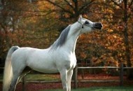 ذهب لـ «باسكال» وبرونز لـ «لوريلا» إضافة جديدة لسجل القاب «السيد» من بطولة العرب 2018 لجمال الخيل العربية