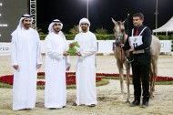 «عجمان» يواصل تألقه ويحقق ذهبيتان وفضية وبرونز الإنتاج المحلي في مهرجان الشارقة للجواد العربي 2018