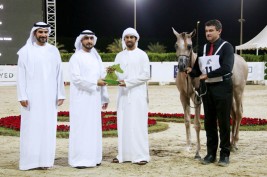 «عجمان» يواصل تألقه ويحقق ذهبيتان وفضية وبرونز الإنتاج المحلي في مهرجان الشارقة للجواد العربي 2018