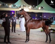 بطولة العرب 2018 بنسختها الأولى نجاح منقطع النظير .. وهوية عربية متكاملة