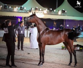 بطولة العرب 2018 بنسختها الأولى نجاح منقطع النظير .. وهوية عربية متكاملة