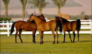 “الجواد العربي” تنظم دورة تثقيفية بعنوان تقييم الخيول العربية