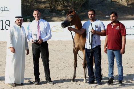 النتائج النهائية لبطولة الفجيرة لجمال الخيول العربية 2018 بالإمارات