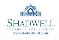 يحتضن ميدان الأمير سلطان للخيل العربية الخميس القادم حفله الخامس لهذا الموسم برعاية «شادويل العالمية»