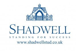 يحتضن ميدان الأمير سلطان للخيل العربية الخميس القادم حفله الخامس لهذا الموسم برعاية «شادويل العالمية»