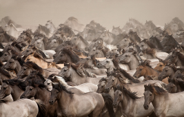 الأزمة المالية قد تدفع الأميركيين لاستهلاك لحوم الخيل