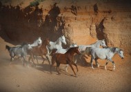 بعد رفع قيمة جوائز سباقات خيول ”الثوروبريد“ ملاك الخيول العربية الأصيلة يتطلعون الى الدعم