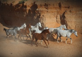 بعد رفع قيمة جوائز سباقات خيول ”الثوروبريد“ ملاك الخيول العربية الأصيلة يتطلعون الى الدعم
