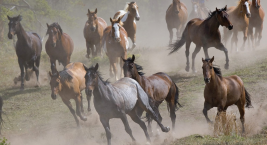 مزاد مربط عذبه الرابع للخيل العربيه الأصيله وبمشاركة من المحمديه و الجلوية