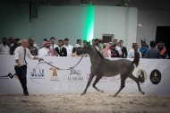 صور مقتطفة من اليوم الأول لبطولة الرياض 2019 لجمال الخيل العربية الأصيلة