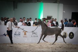 صور مقتطفة من اليوم الأول لبطولة الرياض 2019 لجمال الخيل العربية الأصيلة