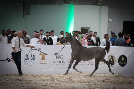 صور مقتطفة من اليوم الأول لبطولة الرياض 2019 لجمال الخيل العربية الأصيلة