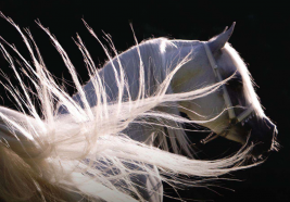 عذبة تدعم الملاك غير الفائزين بجوائز مالية