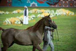 مبيعات مزاد عجمان 2019 تتجاوز الـ 2 ميلون درهم –  صور من المزاد