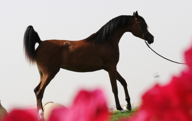 «ع.ج. سواهي» تقود خيول عمار النعيمي في كأس العالم