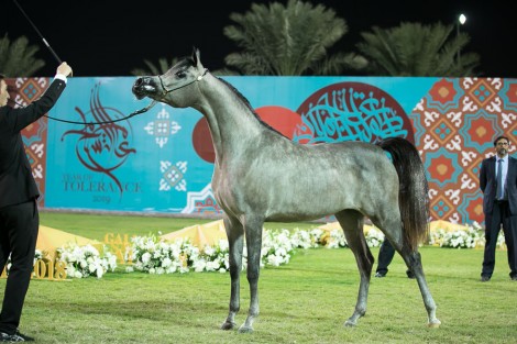 النتائج النهائية بالصور لبطولة عجمان 2019 لجمال الخيل العربية الأصيلة