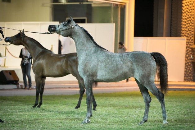 مربط دبي يحصد ذهبيتين وفضية في بطولة عجمان ٢٠١٩  لجمال الخيل العربي