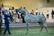 «سداد البداير» ينال برونزية الأمهار في بطولة عجمان ٢٠١٩ لجمال الخيول العربية