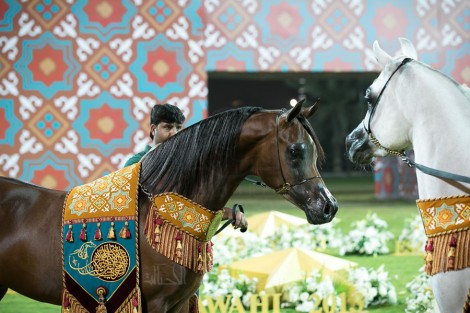 صور مقتطفة من اليوم الختامي لبطولة عجمان 2019 لجمال الخيل العربية الأصيلة