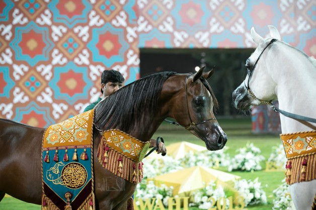 صور مقتطفة من اليوم الختامي لبطولة عجمان 2019 لجمال الخيل العربية الأصيلة