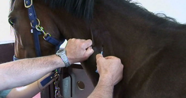 اهم التحصينات الوقائية للخيل