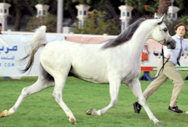 187 خيلاً تتنافس في ألقاب «الإمارات الوطنية» لجمال الخيول العربية في أبوظبي