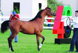 «الأريام سلمي» بطلة مهرات الفئة الثانية «ب»