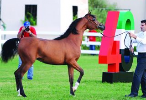 «الأريام سلمي» بطلة مهرات الفئة الثانية «ب»