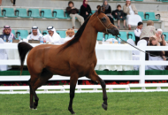 مربط عجمان يحصد 3 ألقاب في افتتاح البطولة الوطنية لجمال الخيول بأبوظبي