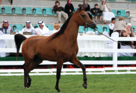 مربط عجمان يحصد 3 ألقاب في افتتاح البطولة الوطنية لجمال الخيول بأبوظبي