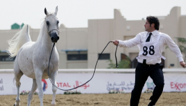 ظهور قوي للشيحانية والنايف في المنافسات..الشقب يواصل تألقه في بطولة جمال الخيل