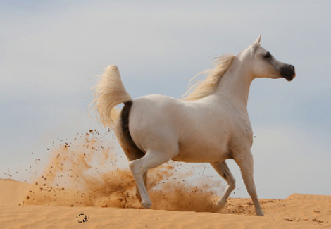 مربط عجمان يواصل تألقه في بطولة الإمارات لجمال الخيول