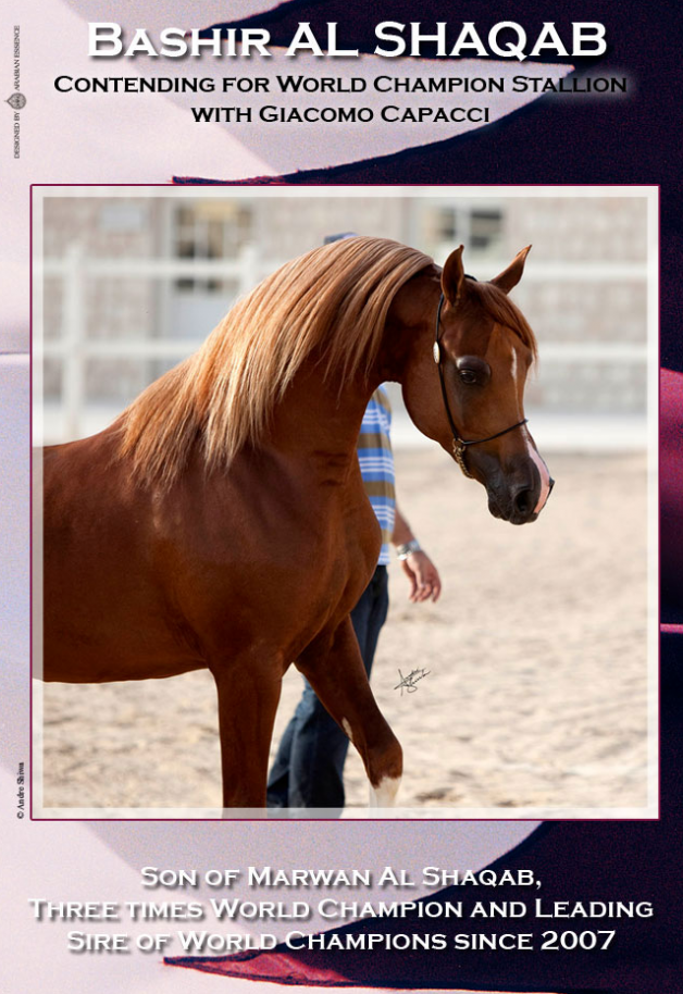 بشير الشقب منافس بطولة كأس العالم باريس ٢٠١١