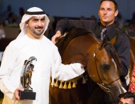 نبذة عن مزرعة خيل : مربط البداير … قصة شغف محمد بن سعود بالخيول العربية