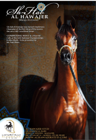 شهاب الهواجر منافس بطولة كأس العالم باريس ٢٠١١