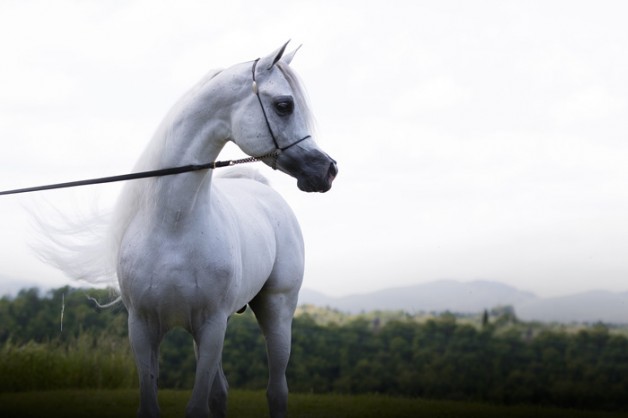 أفحل عالمية لمرابط كبرى أصبحت متاحة .. ماذا عنك ..!؟