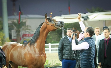 صور مقتطفة من اليوم الأول من بطولة الكويت الدولية 2019 لجمال الخيل العربية الأصيلة