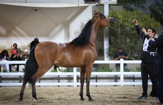 صور مقتطفة من اليوم الختامي من بطولة الكويت الدولية 2019 لجمال الخيل العربية الأصيلة