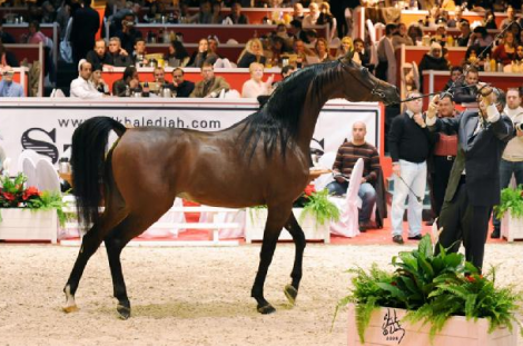 انطلاق بطولة العالم الـ31 لجمال الخيل بمشاركة 20 دولة