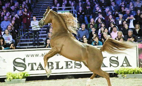 (أصايل الخالدية) تكتسح التصفيات التأهيلية وتترقب التتويج بذهب (الجمال)