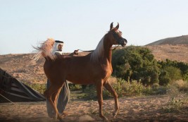 أبناء الفحل “كنز البداير” يحصدون نصف ذهب مهرجان (عبيَّة) 2019